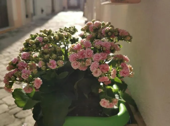 Sweet * Nardò